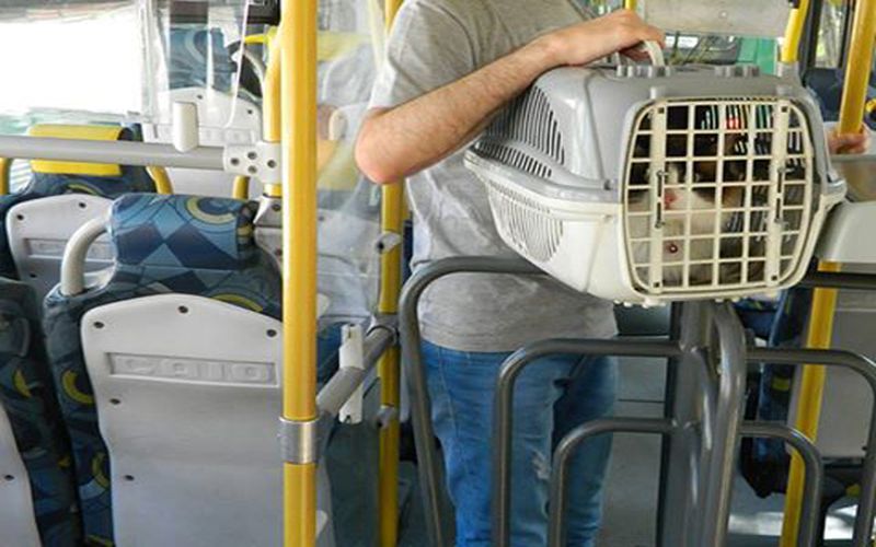 Animais poderão ser transportados em caixa de segurança. (Foto: Reprodução)