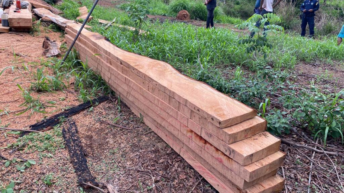 Grupo é autuado em R$ 20 mil por extração ilegal de madeira no Parque Bom Jesus, em Goiânia