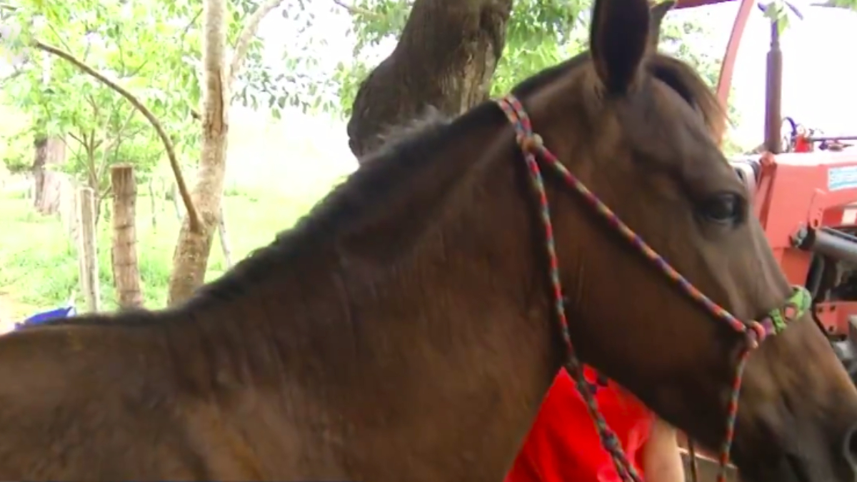 Cavalo que teve pata amputada após acidente ganha prótese em Jataí