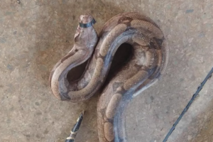 Cobra é resgatada, tem boca lacrada com fita isolante e é deixada na base do Samu em Águas Lindas de Goiás
