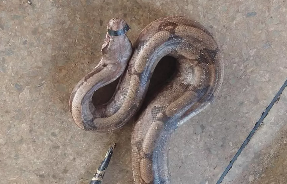 Cobra é resgatada, tem boca lacrada com fita isolante e é deixada na base do Samu em Águas Lindas de Goiás