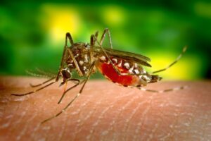Região Noroeste de Goiânia tem a maior taxa de casos de dengue, aponta Saúde