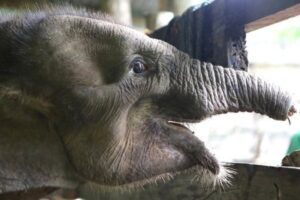 Filhote de elefante morre após perder metade da tromba em armadilha de caçadores