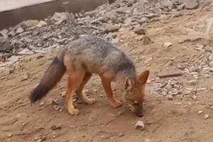 Caso aconteceu no Peru. Animal atacou a "dona" e outros bichos. Família compra raposa pensando que era filhote de Husky Siberiano