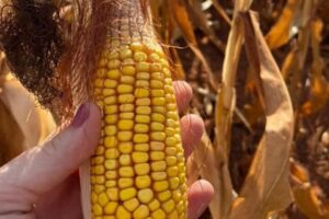 Redução de matérias-primas afeta safrinha de milho em Goiás