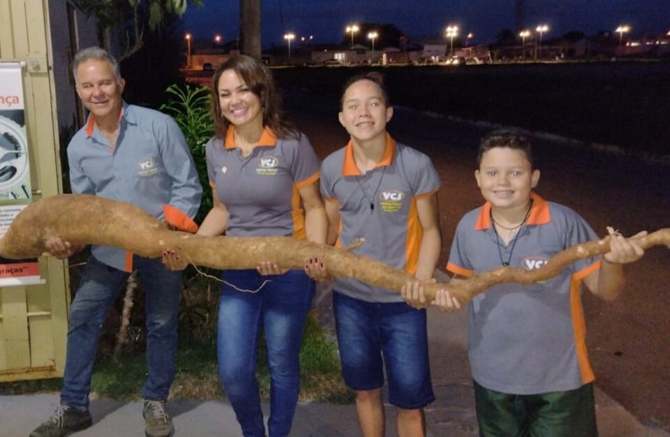 Família vai doar mandioca gigante para projeto que distribui marmitas para população em situação de rua (Foto: Arquivo pessoal)