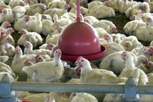 agênciaEstiagem no sul pode causar aumento no preço do frango e do porco nos próximos meses, e pressionar a inflação (Foto: Arquivo Agência Brasil) B