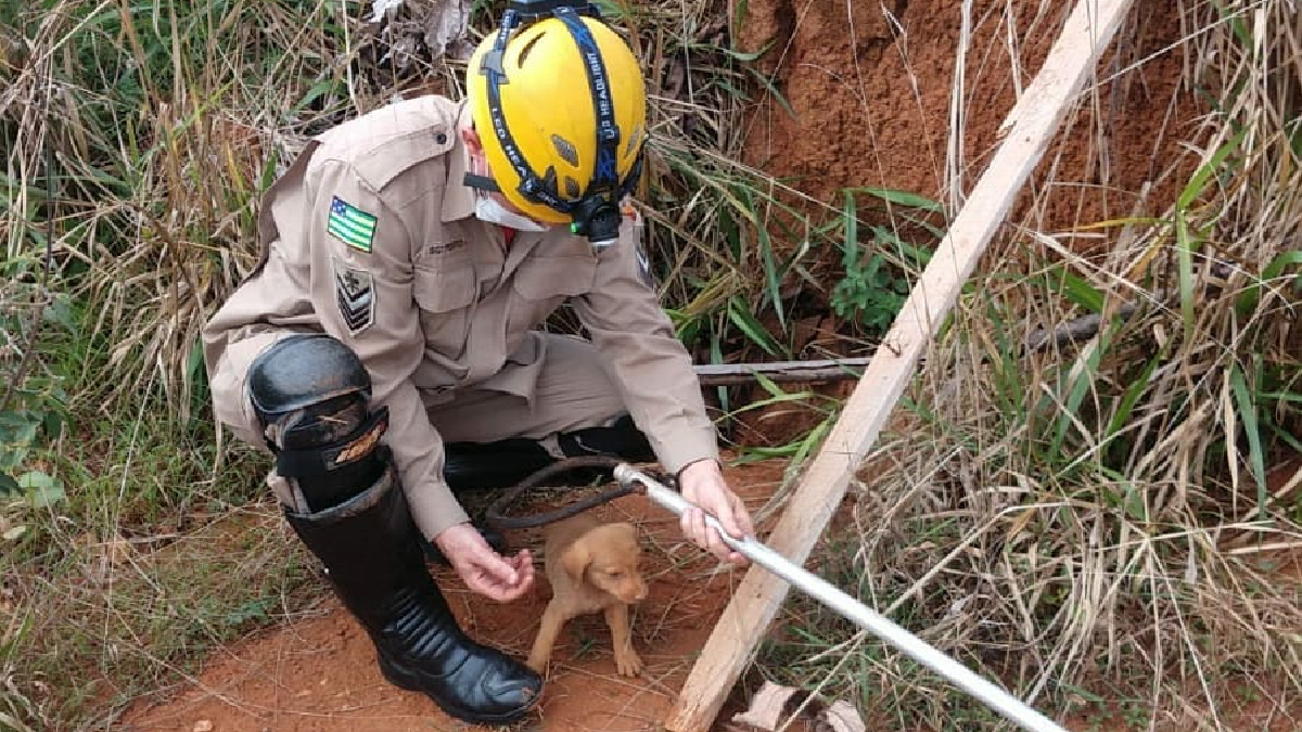 Bombeiros resgatam filhotes de cachorro em buraco de construção de Catalão