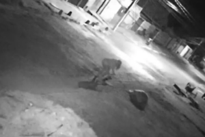 Mulher é investigada por matar cachorro à facadas em Valparaíso
