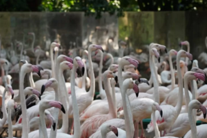 Onças invadem parque e matam 172 flamingos, no Paraná