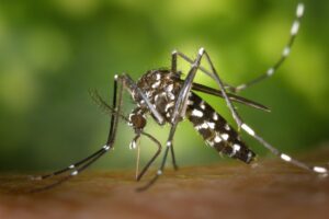 Mosquito Aedes aegypti é considerado um dos vetores de transmissão da dengue (Foto: PxHere)