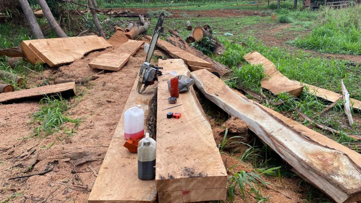 Grupo é autuado em R$ 20 mil por extração ilegal de madeira no Parque Bom Jesus, em Goiânia