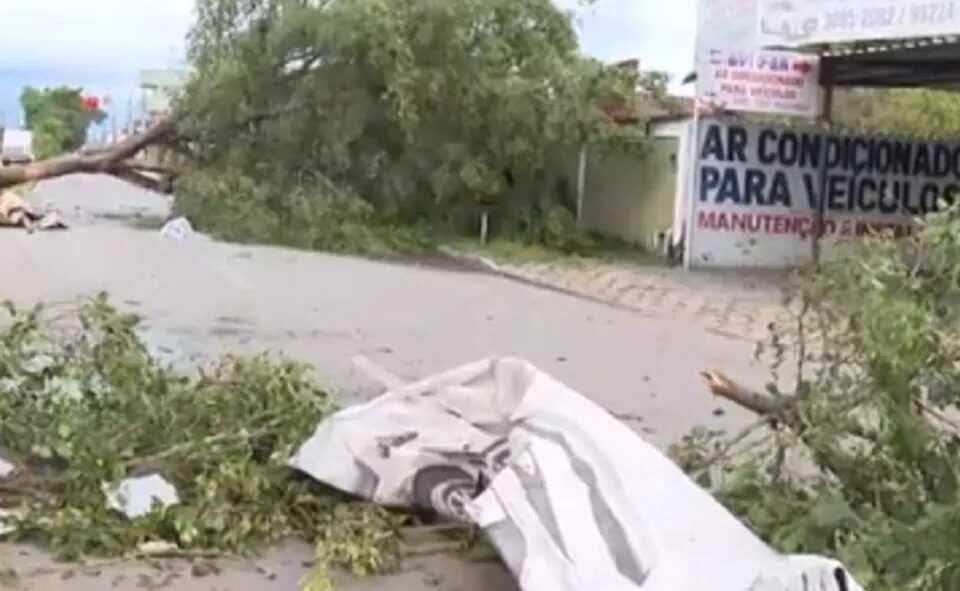 Temporal derrubou árvore que causou morte de motociclista em fevereiro deste ano, em Aparecida (Foto: Reprodução - Tv Anhanguera)