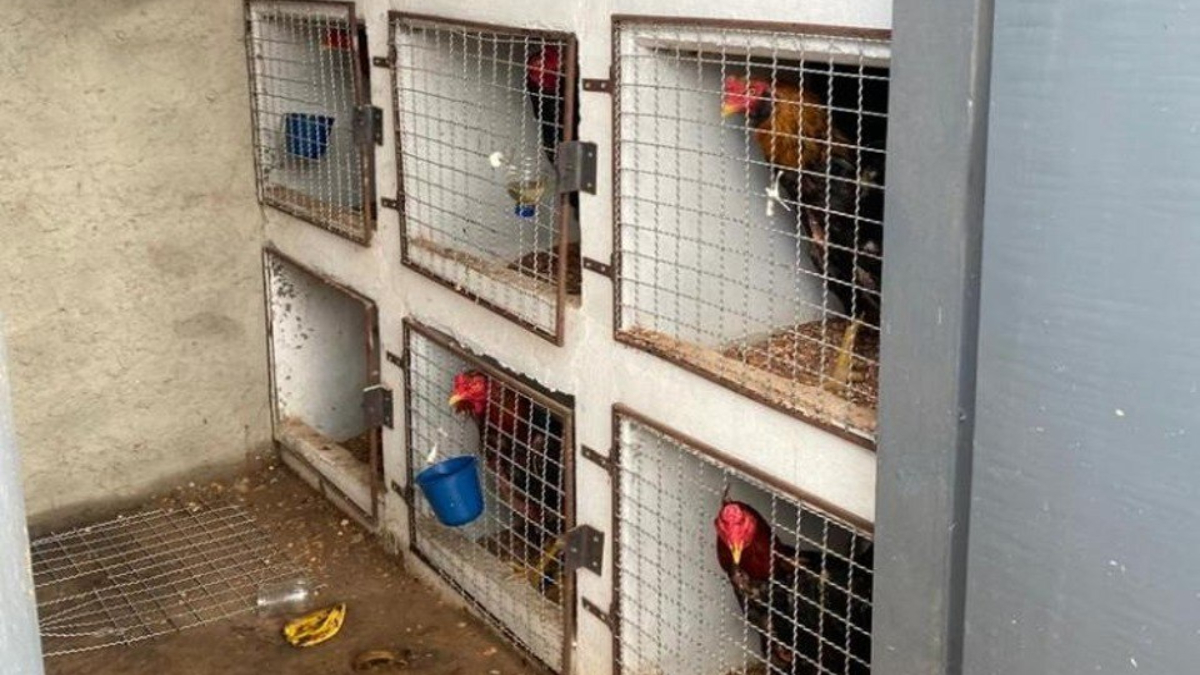 Polícia prende 60 pessoas e resgata 85 aves em suposta rinha de galos em Bonfinópolis