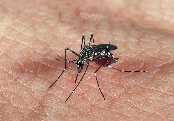 Anápolis liga alerta para casos de dengue Foto: Reprodução