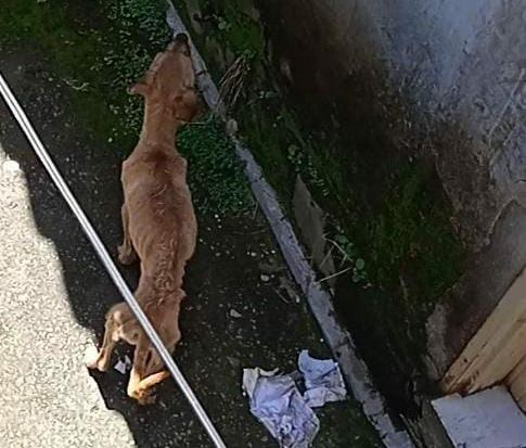 Cachorro apresenta indícios de extrema magreza (Foto: Leitor Mais Goiás)