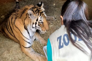 Tigresa Paola morre por problemas de saúde no Zoológico de Goiânia
