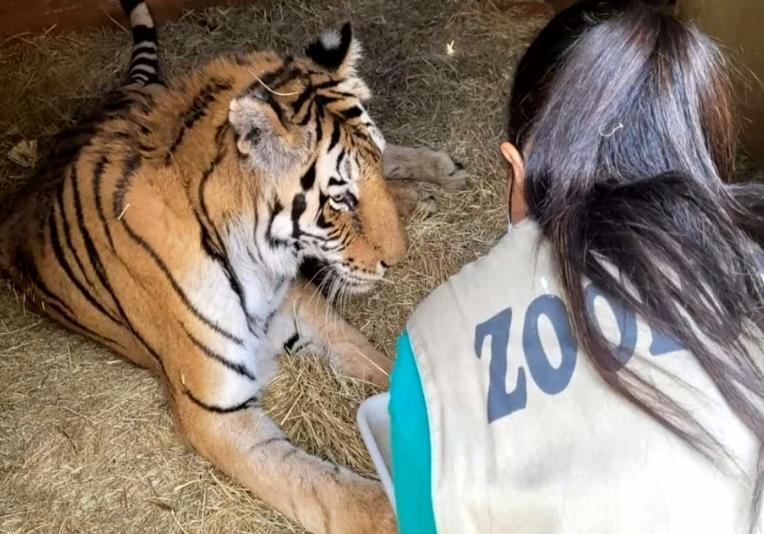 Tigresa Paola morre por problemas de saúde no Zoológico de Goiânia