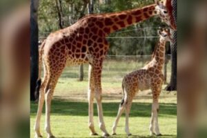 Girafa mais velha do mundo morre após dar à luz 14 filhotes na Austrália