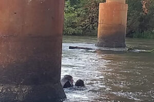 Homem é resgatado com vida após se afogar no Rio Claro, em Cachoeira Alta