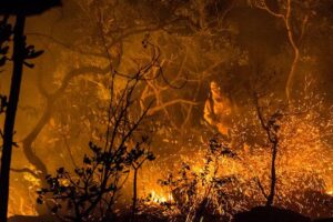 Bombeiros registram queda de 9% nos incêndios florestais em Goiás, em relação a 2020