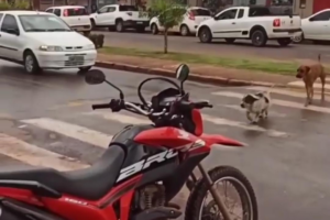 Cães esperam motoristas parar e atravessam na faixa de pedestre em Porangatu (Reprodução/Vídeo)