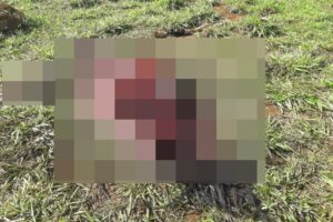 Um casal de chacareiros teve uma surpresa extremamente desagradável ao encontrar a carcaça de um cavalo morto em sua propriedade, em Goiânia.