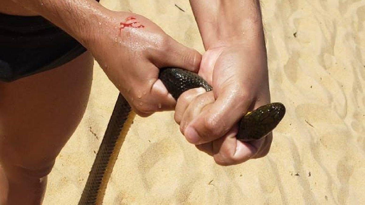 Jovem mordido por cobra em praia diz que pegou animal para proteger crianças ao redor