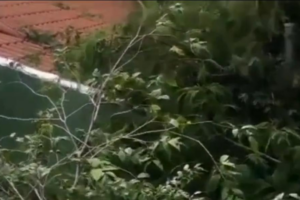 Árvore cai sobre casa no residencial Vale dos Sonhos em Goiânia