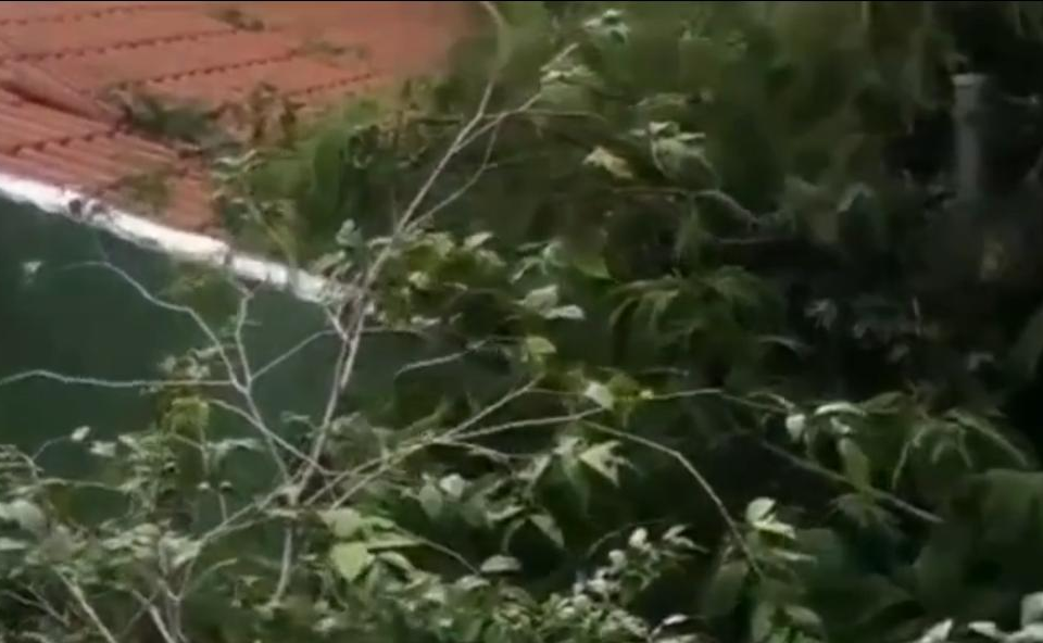Árvore cai sobre casa no residencial Vale dos Sonhos em Goiânia