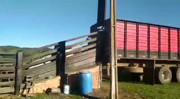 Polícia prende grupo que furtou 30 cabeças de gado em Davinópolis (Foto: Reprodução)