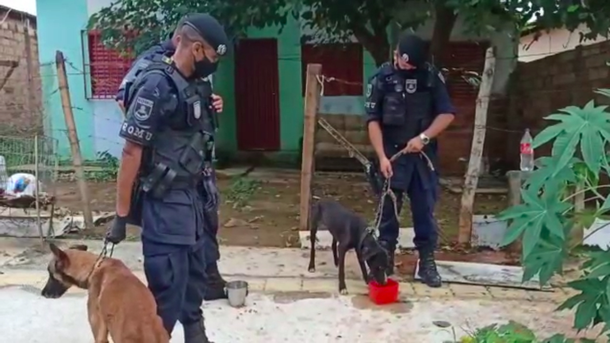 "Latia demais": detido suspeito de amarrar e arrastar cachorro em motocicleta, em Goiânia