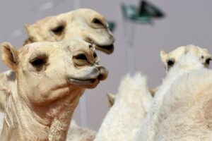 Festival na Arábia Saudita concede prêmio de US$ 66 milhões a vencedor. Concurso de beleza desclassifica camelos por doping com botox