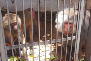 Zoológico de Goiânia recebe macacos da espécie babuíno-sagrado