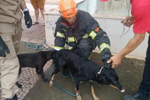 Cachorro cai dentro da canalização do córrego Pirapitinga, em Catalão