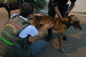 "Latia demais": detido suspeito de amarrar e arrastar cachorro em motocicleta, em Goiânia