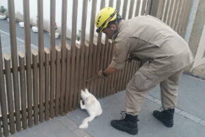 Bombeiros ajudam gato que ficou mais de 20 minutos com patas presas em portão em Goianésia