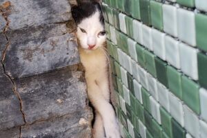 Filhote de gato 'entala' em vão entre churrasqueira e parede e é resgatado - (Foto: Bombeiros)