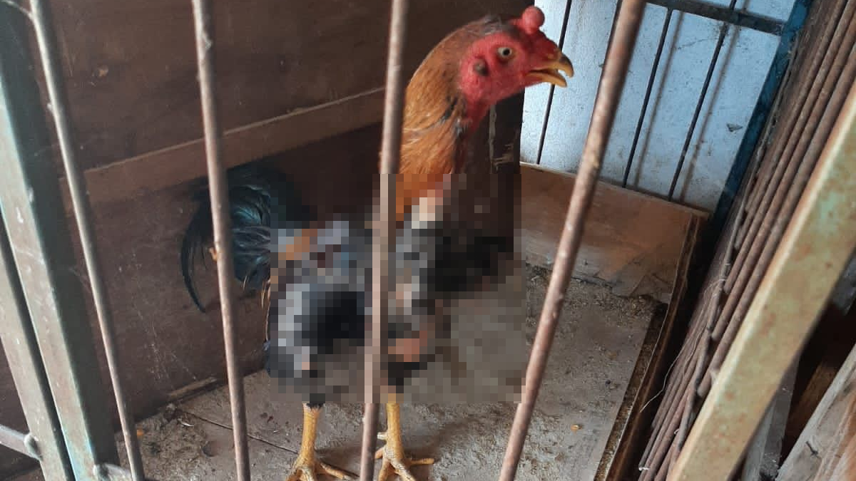 PM prende suspeito de organizar rinha de galos e maltratar aves em Jaraguá