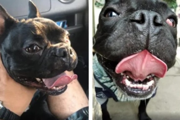 Homem recebe cachorro morto após deixá-lo em hotel para cães no Paraná