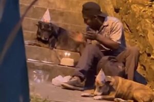 Choco cachorros Com bolo e chapeuzinho, rapaz fez festa para um dos animais. Morador de rua que viralizou ao cantar parabéns para cães recebe ajuda Colômbia