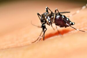 A cidade de Goiânia está entre os pontos de atenção de dengue no Brasil. O cenário foi identificado pela Fundação Oswaldo Cruz (Fiocruz). (Foto: reprodução/Agência Brasil)
