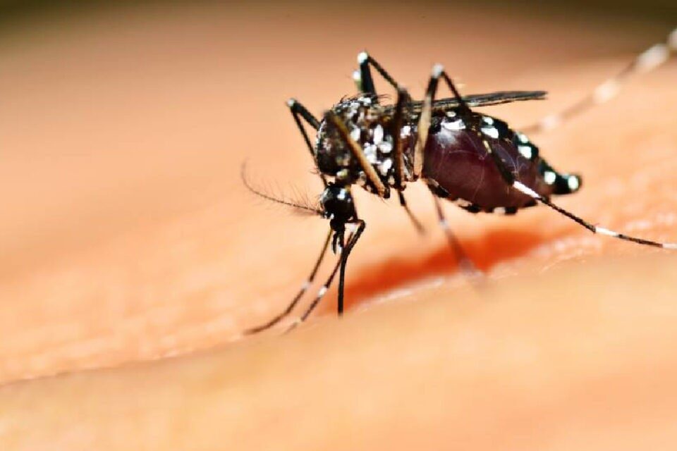 A cidade de Goiânia está entre os pontos de atenção de dengue no Brasil. O cenário foi identificado pela Fundação Oswaldo Cruz (Fiocruz). (Foto: reprodução/Agência Brasil)
