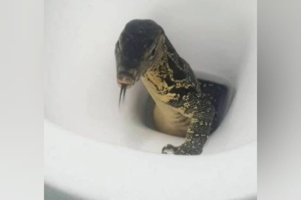 Turista encontra enorme lagarto-monitor em vaso sanitário em quarto de hotel quando se preparava para se sentar (Foto: reprodução - Extra)