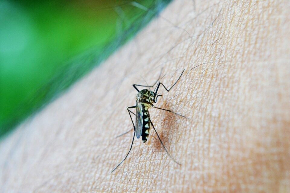1ª semana de 2022 supera registros de dengue dos últimos 3 anos para o mesmo período (Foto: Pixabay)