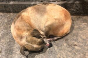 Cadela resgatada em shopping de Aparecida trata tumor para ser adotada
