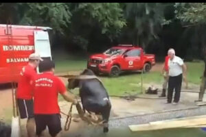 Bombeiros resgatam boi que caiu em piscina de sítio no Rio de Janeiro; Vídeo