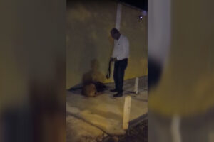 Vídeo registra suspeita de agressão a cachorro, em Itaberaí