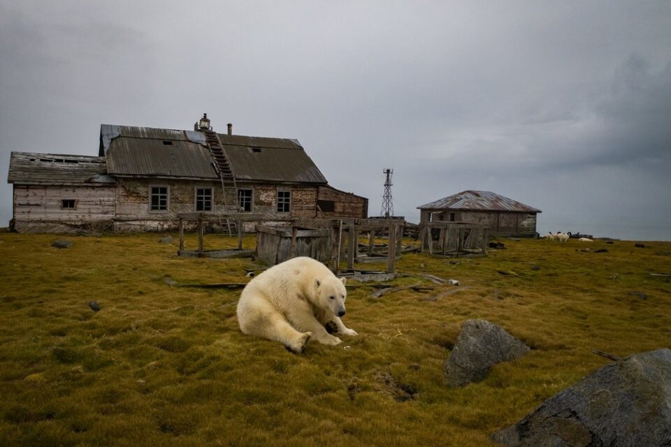 Ursos polares tomam conta de estação meteorológica abandonada na Rússia (Foto: Cortesia/Dmitry Kokh)