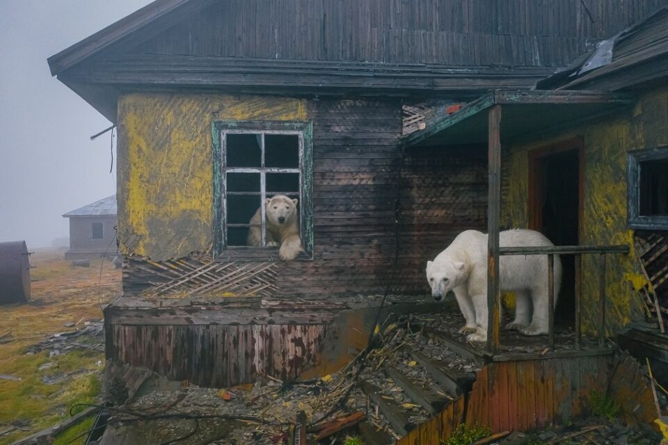 Ursos polares tomam conta de estação meteorológica abandonada na Rússia (Foto: Cortesia/Dmitry Kokh)